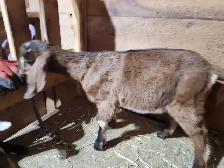 Nubian Doeling - Photo 2