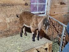 Nubian Doeling - Photo 3