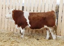 Simmental bulls