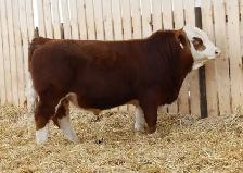 Simmental bulls - Photo 3