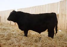 Simmental bulls - Photo 4