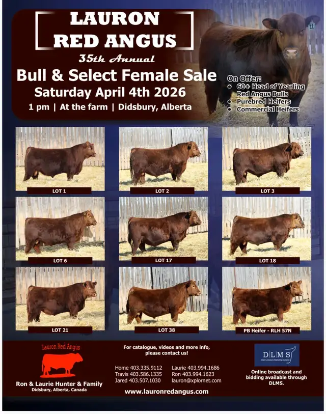 Red Angus Bulls and Females