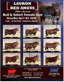 Red Angus Bulls and Females