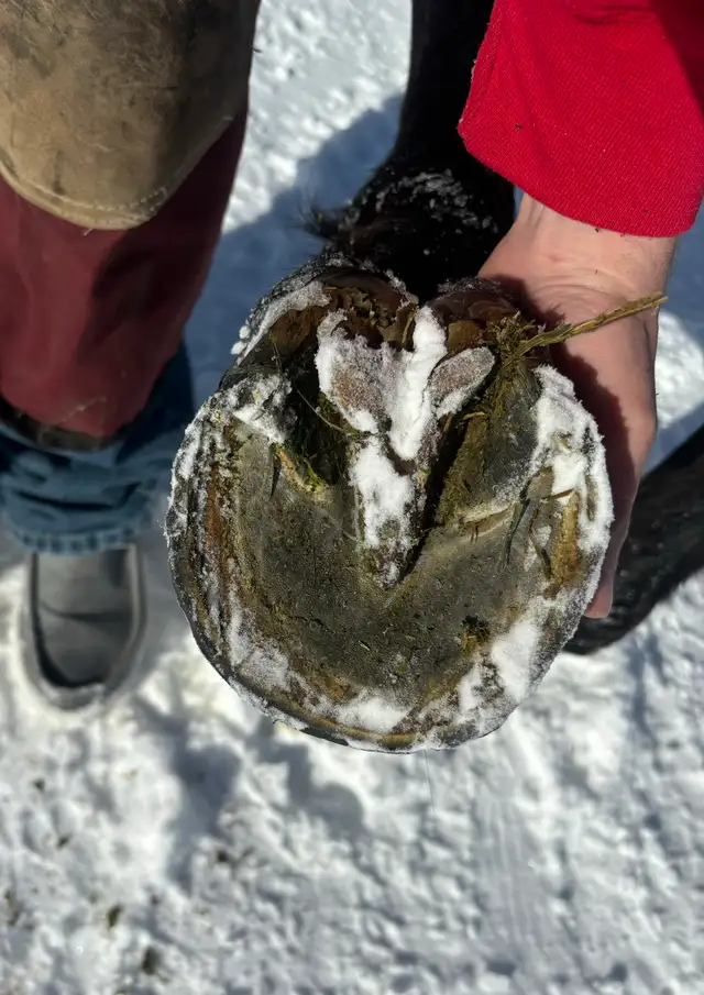 Farrier Services - Photo 2