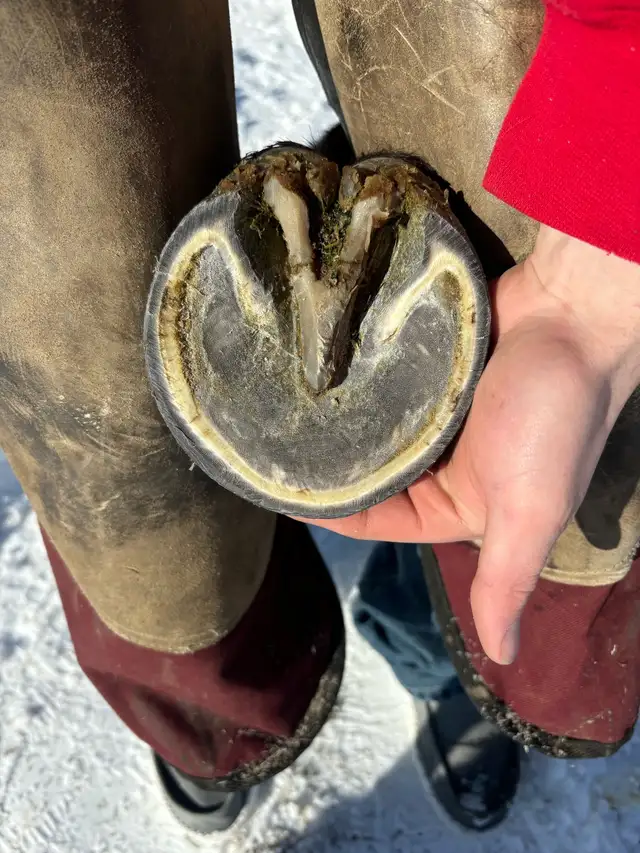 Farrier Services - Photo 3
