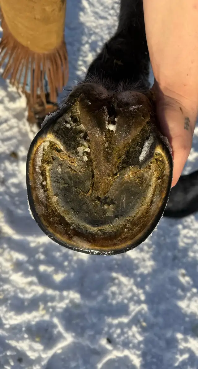 Farrier Services - Photo 4