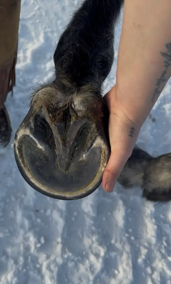 Farrier Services - Photo 5
