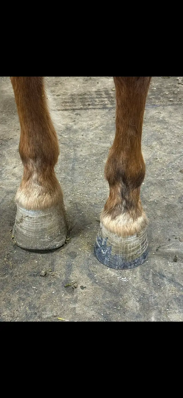 Farrier Services - Photo 6