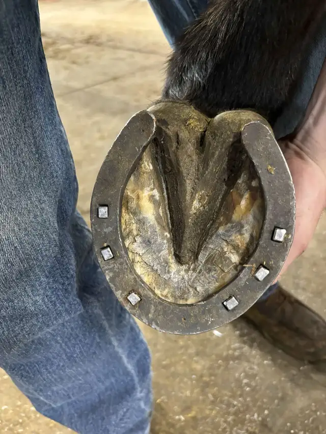 Farrier Services - Photo 7