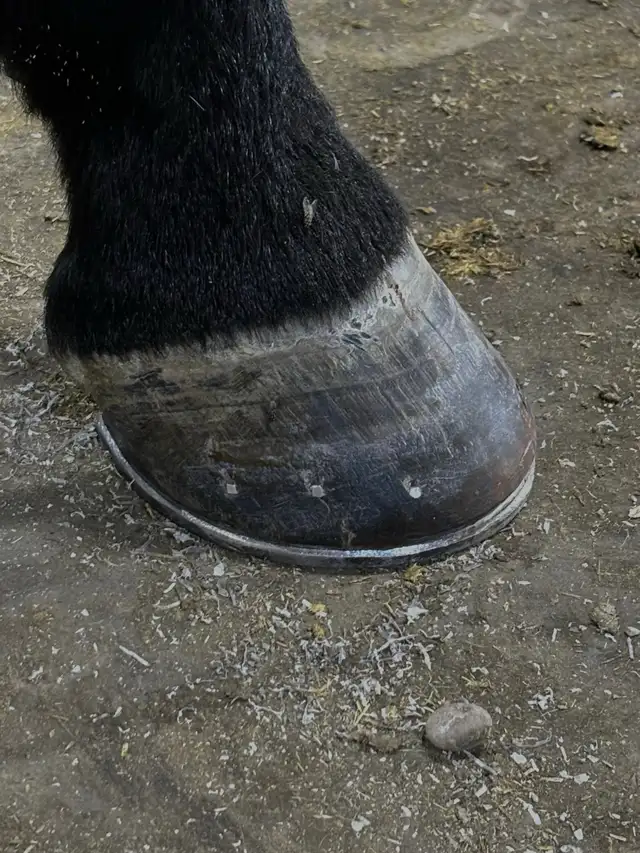 Farrier Services - Photo 8