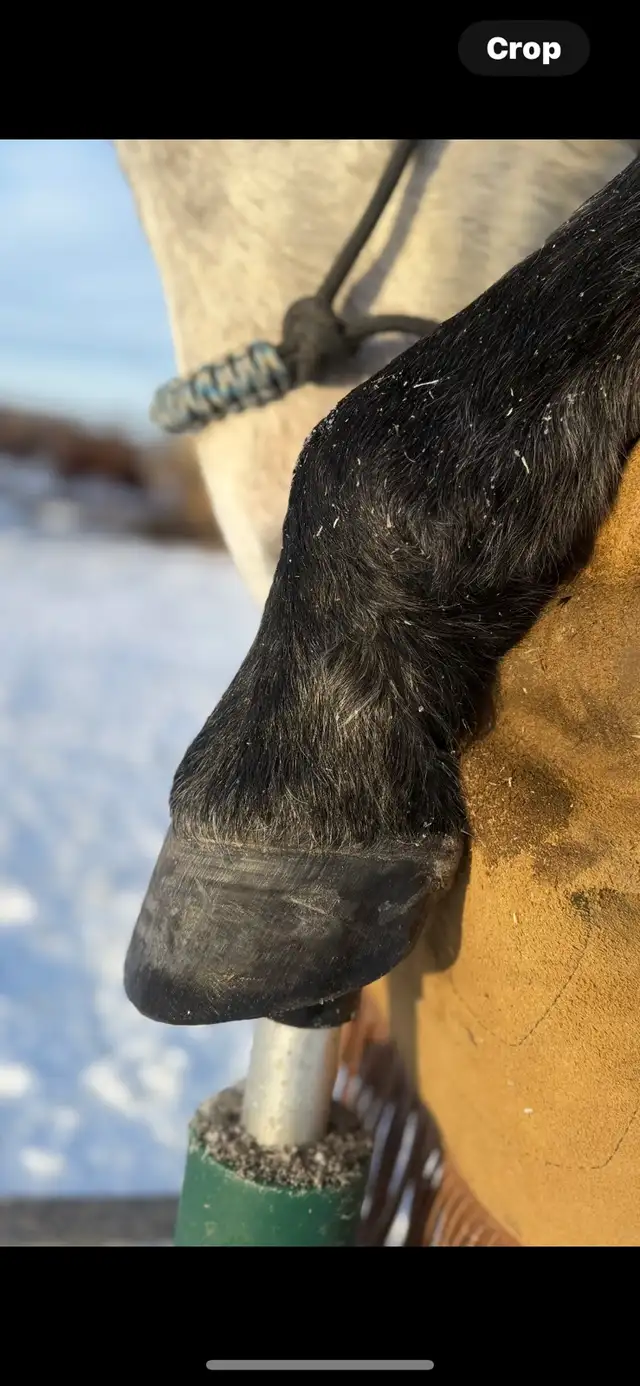 Farrier Services - Photo 9