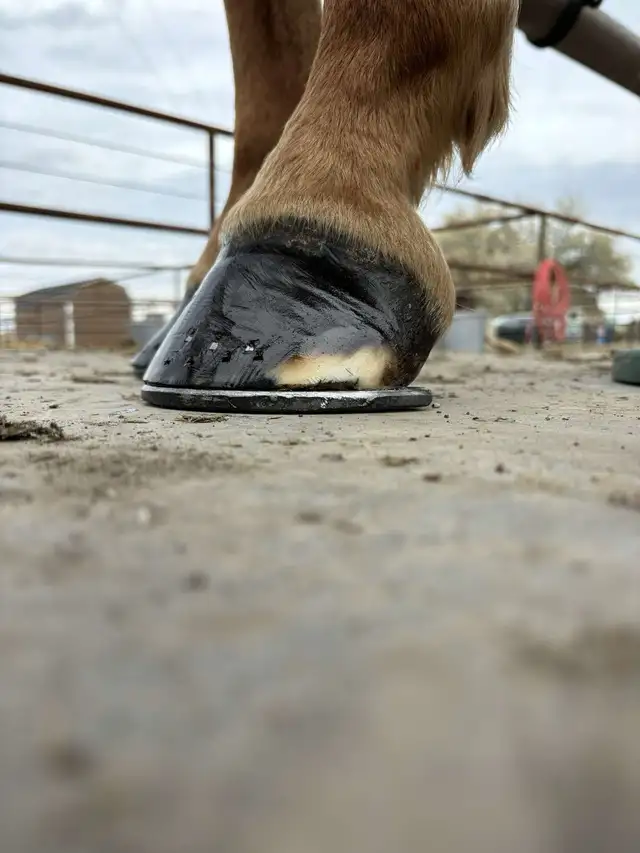 Farrier Services - Photo 10