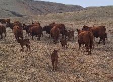 Cow Calf Pairs - Red Angus 2nd and 3rd calvers