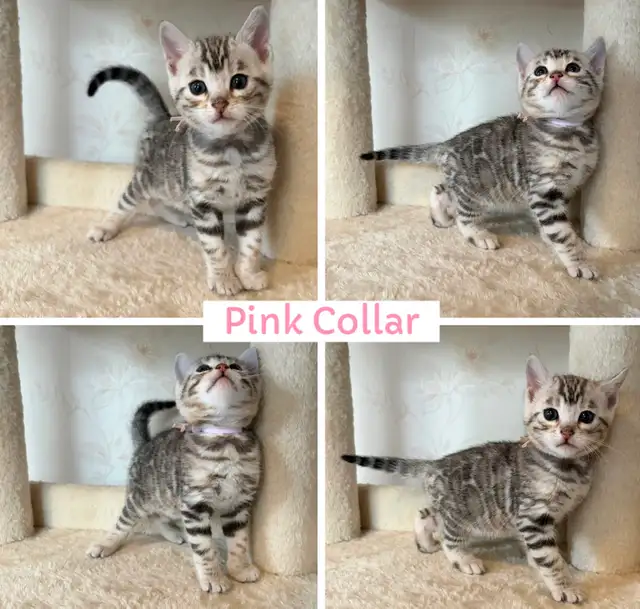 TICA Registered Bengal Kittens