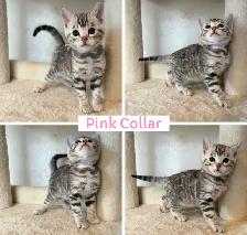 TICA Registered Bengal Kittens - Photo 1