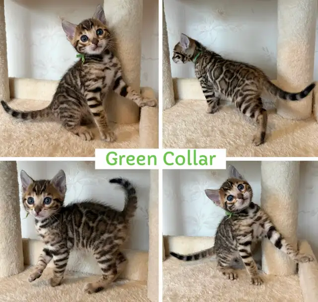 TICA Registered Bengal Kittens - Photo 3