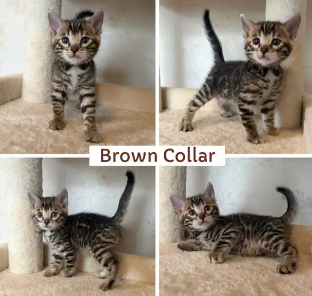 TICA Registered Bengal Kittens - Photo 4