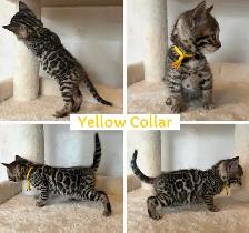 TICA Registered Bengal Kittens - Photo 5