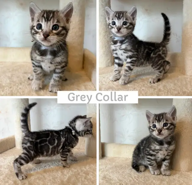 TICA Registered Bengal Kittens - Photo 6
