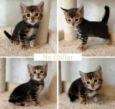 TICA Registered Bengal Kittens - Photo 9