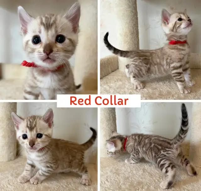 TICA Registered Bengal Kittens - Photo 10