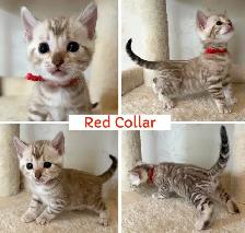 TICA Registered Bengal Kittens - Photo 10