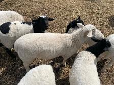 Lambs top quality - Photo 4