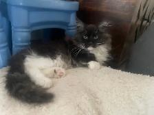 Maine coon femelles - Photo 2