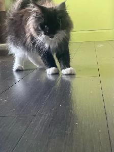 Maine coon femelles - Photo 3