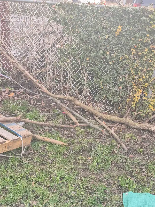 Free skids and dried branches good for burning. - Photo 2