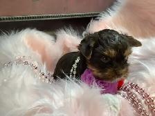 YORKSHIRE BIRO PUPPY FEMALES