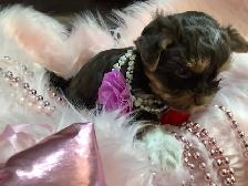 YORKSHIRE BIRO PUPPY FEMALES - Photo 2