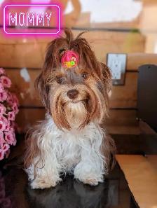 YORKSHIRE BIRO PUPPY FEMALES - Photo 9