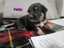 Puppies Available May 18th