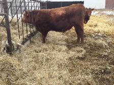 red angus bull