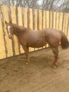 Beautiful Red Roan Draft Cross Mare - Photo 2