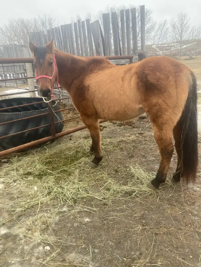 Gentle Quiet Mare - Photo 2