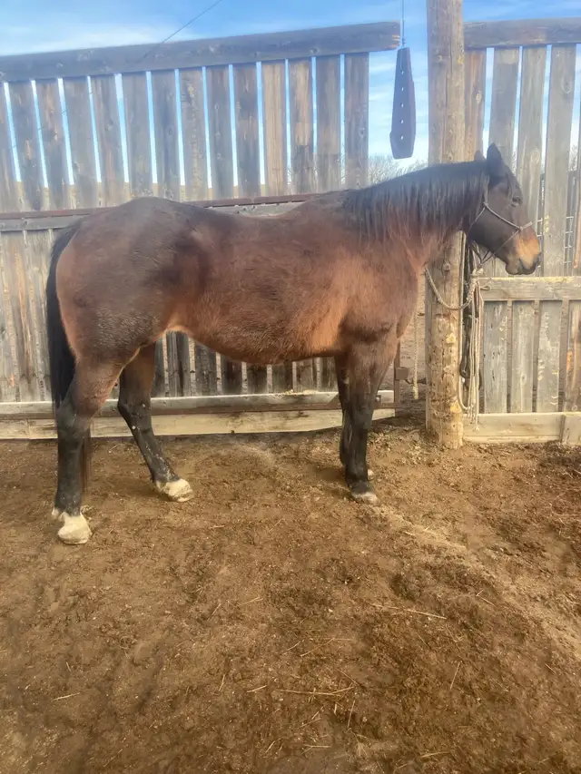 Foundation Type AQHA Broodmare