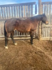Foundation Type AQHA Broodmare