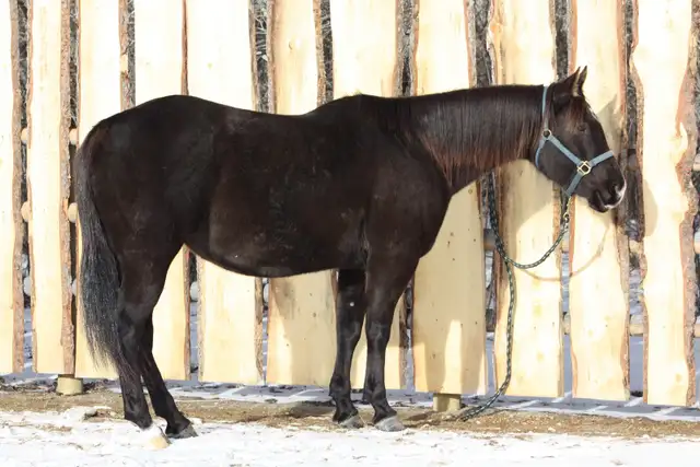 Quality AQHA Broodmare