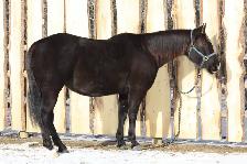 Quality AQHA Broodmare