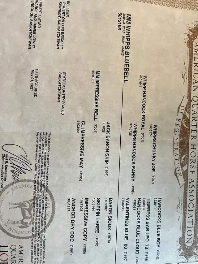 Quality AQHA Broodmare - Photo 2