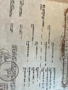 Quality AQHA Broodmare - Photo 2