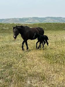 Quality AQHA Broodmare - Photo 3