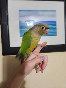 Cinnamon Green Cheek Conure Baby - Photo 3