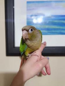 Cinnamon Green Cheek Conure Baby - Photo 4