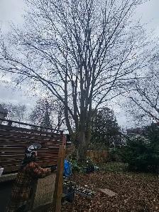 Free Beech Wood 47 Gormley Ave