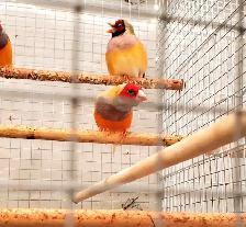 Gouldian Finches