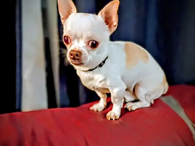 chihuahua for adoption