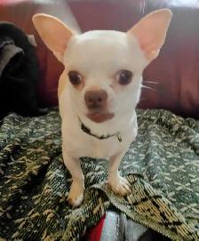 chihuahua for adoption - Photo 2